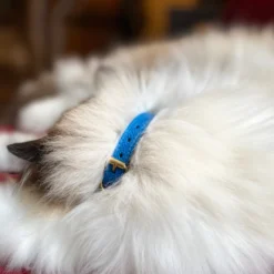 Collier pour chat lynx lynx by maurice en cuir grainé - taille 2 - bleu