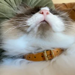Collier pour chat lynx lynx by maurice en cuir grainé - taille 2 - jaune