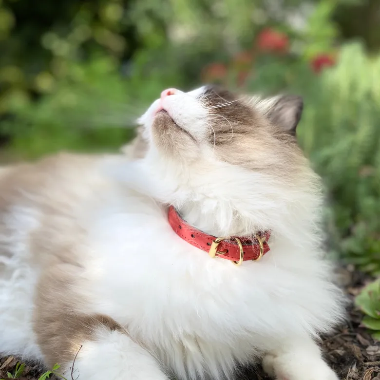 Collier pour chat panthera onca by maurice en nubuck - taille 2 - rouge