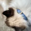 Collier pour chat panthera onca by maurice en nubuck - taille 2 - bleu