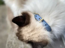 Collier pour chat panthera onca by maurice en nubuck - taille 2 - bleu
