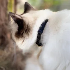 Collier pour chat panthera pardus by maurice en cuir - taille 2 - noir