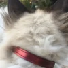 Collier pour chat panthera pardus by maurice en cuir - taille 2 - rouge