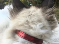 Collier pour chat panthera pardus by maurice en cuir - taille 2 - rouge