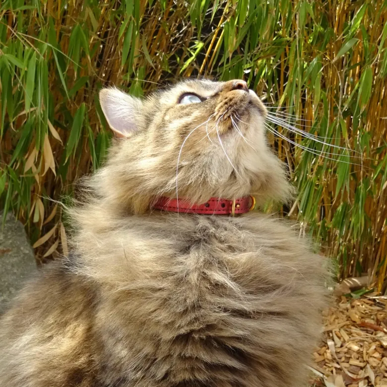 Collier pour chat panthera pardus by maurice en cuir - taille 2 - rouge