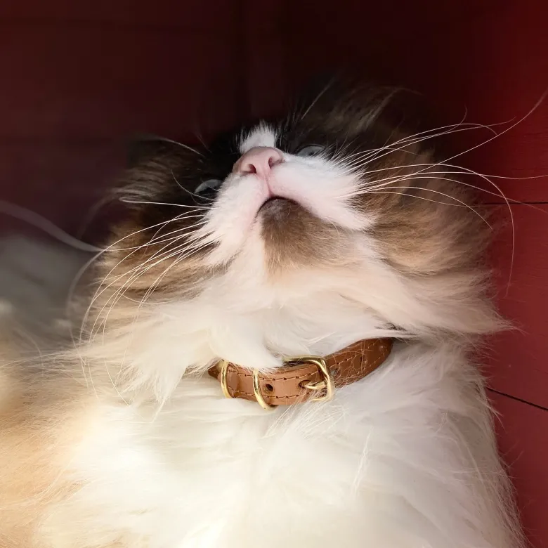 Collier pour chat panthera tigris by maurice en cuir - taille 2 - marron