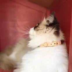 Collier pour chat panthera tigris by maurice en cuir - taille 1 - crème