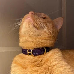 Collier pour chat panthera uncia by maurice en nnubuck - taille 1 - violet