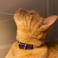 Collier pour chat panthera uncia by maurice en nubuck - taille 3 - violet