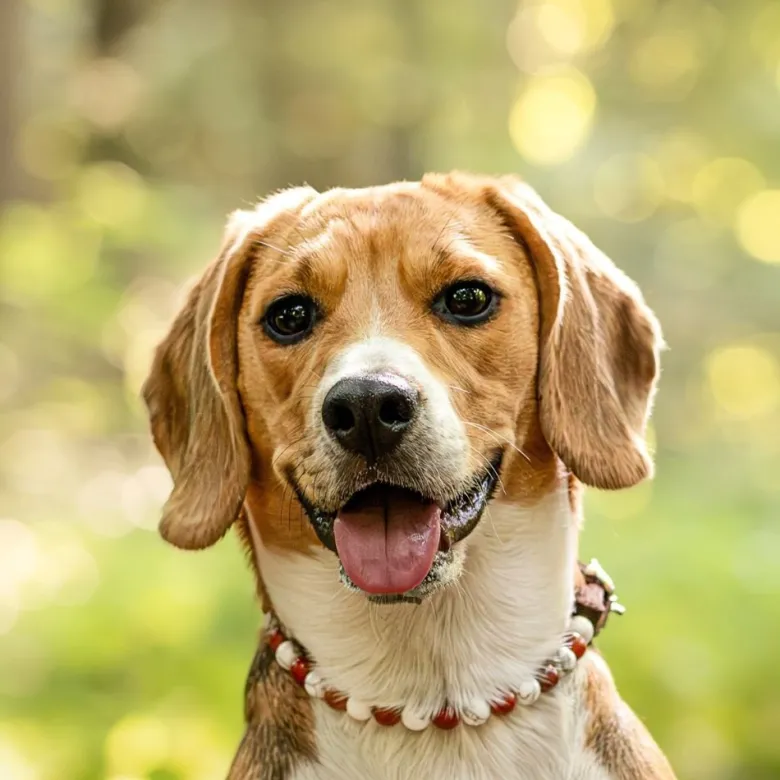 Collier stabilité – pour chien agité - l