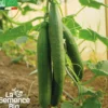Concombre tanja bio