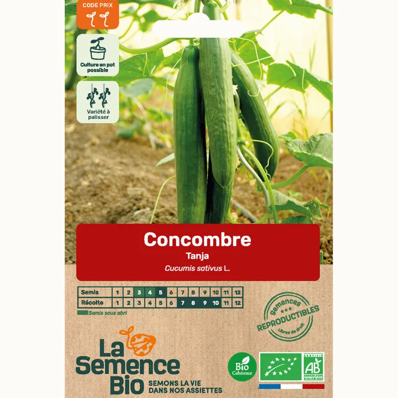 Concombre tanja bio