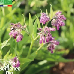 Consoude officinale - graines bio