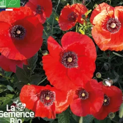 Coquelicot des champs bio