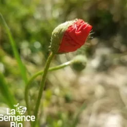 Coquelicot des champs bio