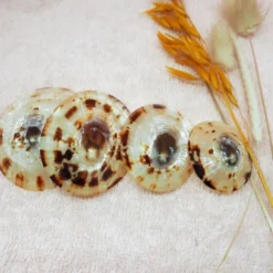 Coquillages d'allaitement S