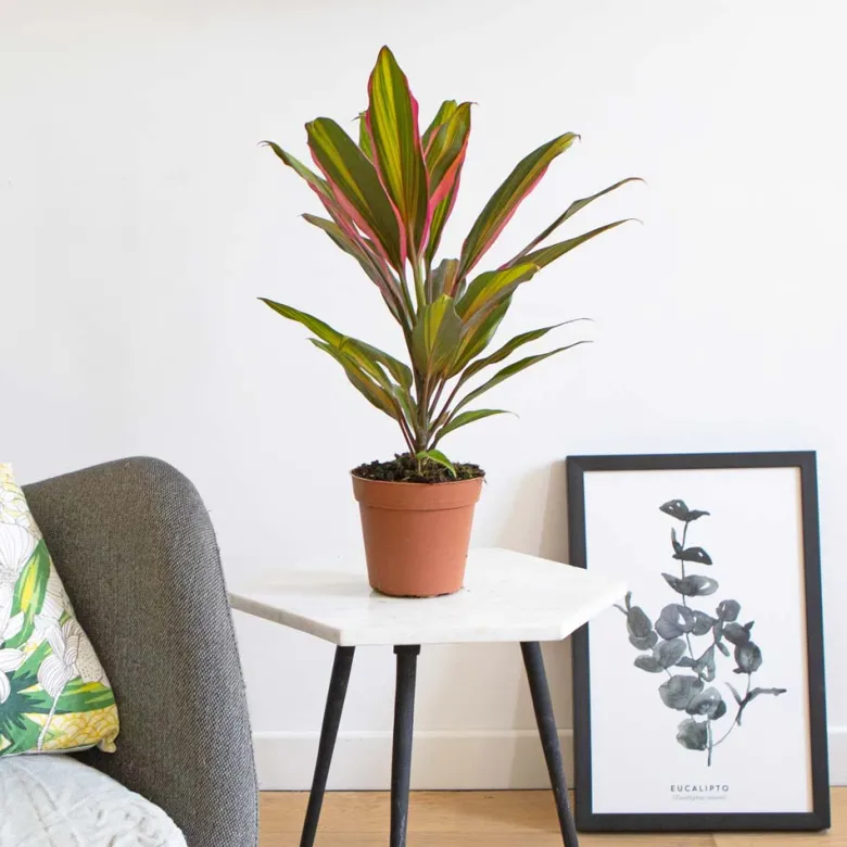 Cordyline red edge + cache-pot