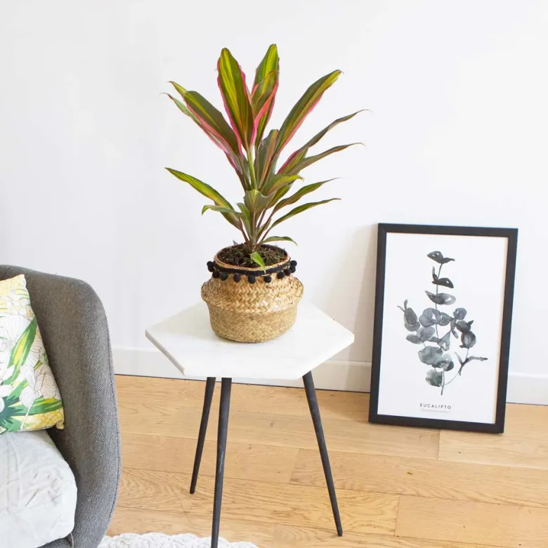 Cordyline red edge + cache-pot