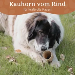 Corne de bœuf naturelle wildfang pour chiens 30 kg et plus