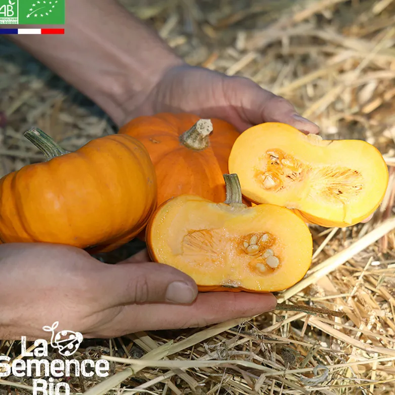 Courge jack be little bio