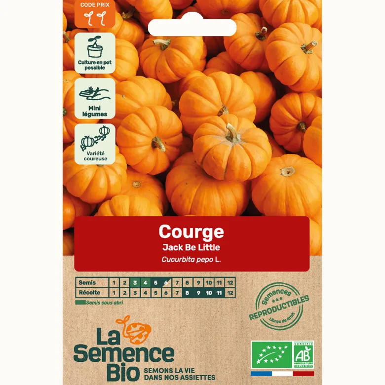 Courge jack be little bio