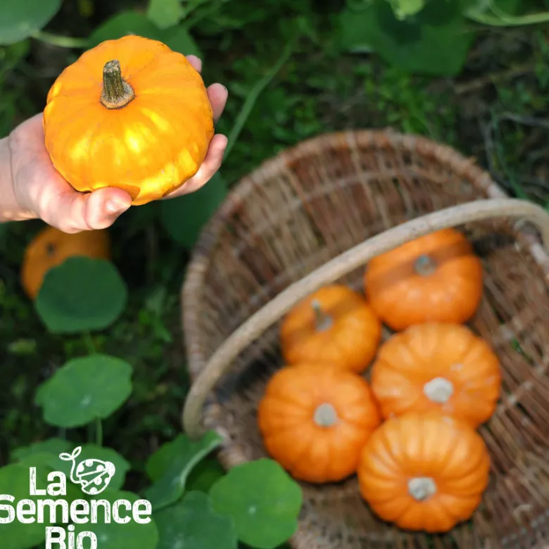 Courge jack be little bio