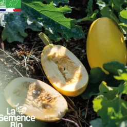Courge spaghetti végétal - graines bio