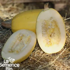 Courge spaghetti végétal - graines bio