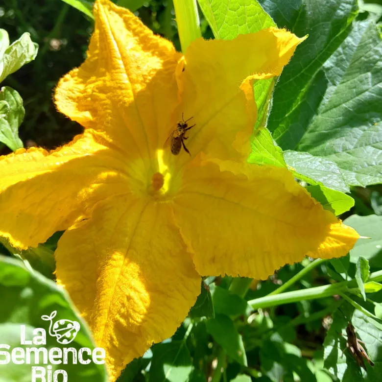 Courgette gold rush bio