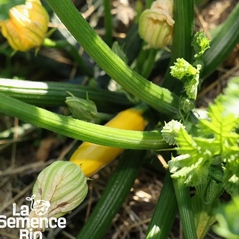 Courgette gold rush bio