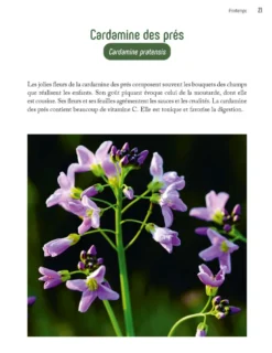Cuisine sauvage au fil des saisons