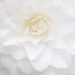 Diffuseur de parfum camélia blanc