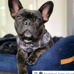 Ecow, panier grand chien velours bleu xl