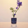 Elixir de nuit