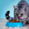 Eukanuba - croquettes au poulet pour chat