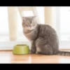 Eukanuba - croquettes au poulet pour chat stérilisé
