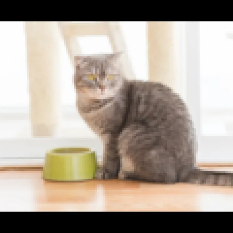 Eukanuba - croquettes au poulet pour chat stérilisé