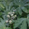 Fatsia japonica aralia 14 l 80-100 cm