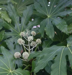 Fatsia japonica aralia 14 l 80-100 cm