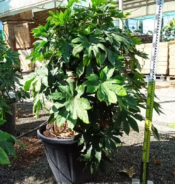 Fatsia japonica aralia 14 l 80-100 cm