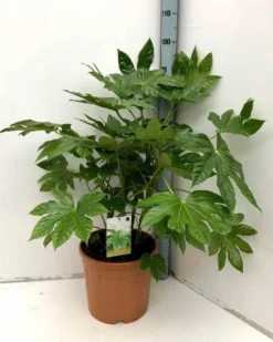 Fatsia japonica aralia 14 l 80-100 cm