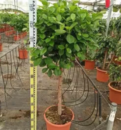 Ficus microcarpa 'moclame' 8 l 180-200 cm