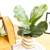 Figuier lyre + cache pot