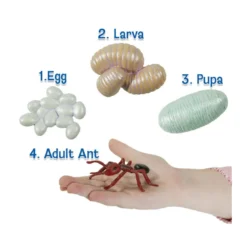 Figurines métamorphose fourmis