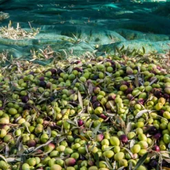 Filet de récolte olives ou autres - 6x6m