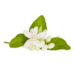 Fleur d'oranger - hydrolat bio - 200ml