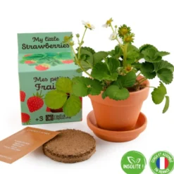 Fraisiers à semer par les enfants