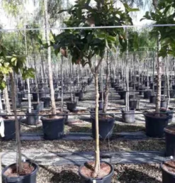 Goyave &nbsp;limon&nbsp;: psidium 25 l 180-200 cm