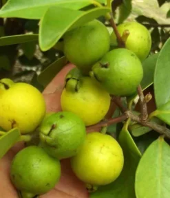 Goyave &nbsp;limon&nbsp;: psidium 7 l 80-100 cm