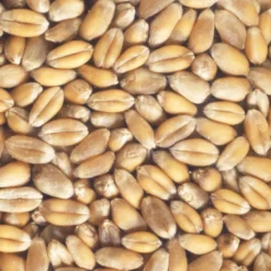 Graines à germer blé germline